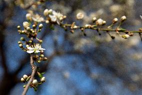 tree in Blossom, spring, bloom