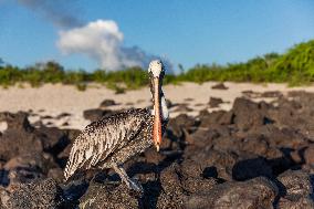 Brown pelican at the beach of San Cristobal island of Galapagos.