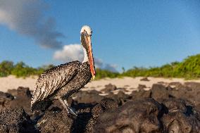 Brown pelican at the beach of San Cristobal island of Galapagos.