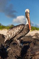 Brown pelican at the beach of San Cristobal island of Galapagos.