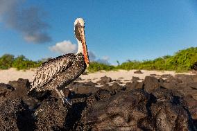 Brown pelican at the beach of San Cristobal island of Galapagos.