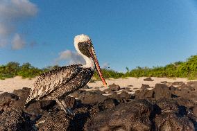 Brown pelican at the beach of San Cristobal island of Galapagos.