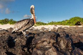 Brown pelican at the beach of San Cristobal island of Galapagos.