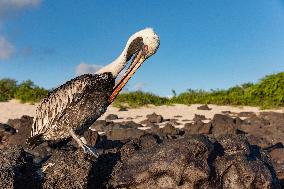 Brown pelican at the beach of San Cristobal island of Galapagos.