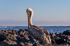 Brown pelican at the beach of San Cristobal island of Galapagos.