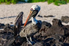 Brown pelican at the beach of San Cristobal island of Galapagos.