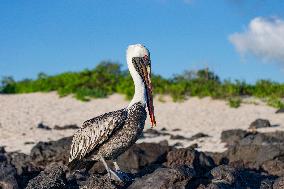 Brown pelican at the beach of San Cristobal island of Galapagos.