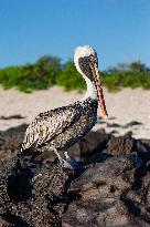 Brown pelican at the beach of San Cristobal island of Galapagos.