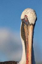 Brown pelican at the beach of San Cristobal island of Galapagos.