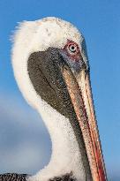 Brown pelican at the beach of San Cristobal island of Galapagos.