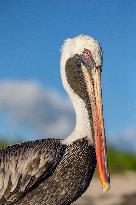 Brown pelican at the beach of San Cristobal island of Galapagos.