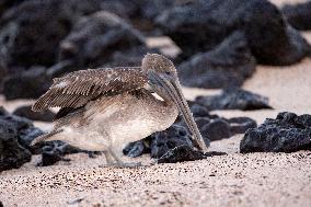 Brown pelican at the beach of San Cristobal island of Galapagos.