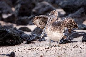 Brown pelican at the beach of San Cristobal island of Galapagos.