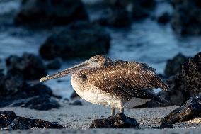 Brown pelican at the beach of San Cristobal island of Galapagos.