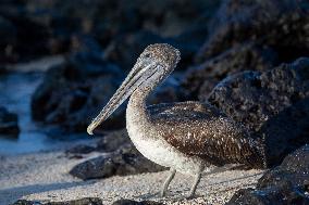 Brown pelican at the beach of San Cristobal island of Galapagos.