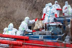 bird flu, poultry, culled by the veterinarians