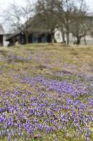 Crocuses (Crocus albiflorus)