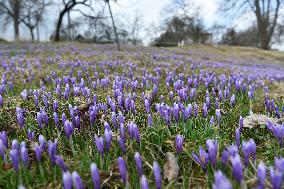 Crocuses (Crocus albiflorus)