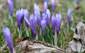 Crocuses (Crocus albiflorus)