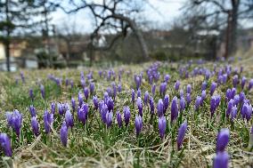 Crocuses (Crocus albiflorus)