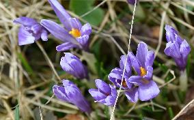 Crocuses (Crocus albiflorus)