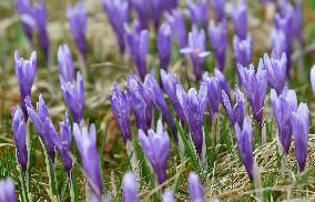 Crocuses (Crocus albiflorus)