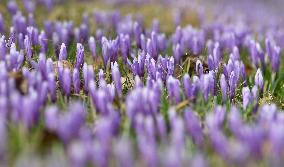 Crocuses (Crocus albiflorus)