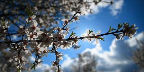 spring, almond orchard