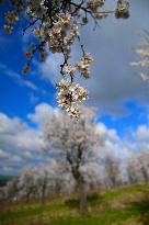 spring, almond orchard