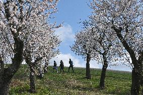 spring, almond orchard