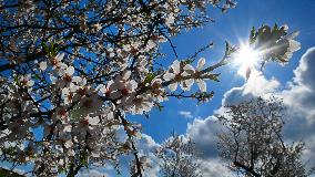 spring, almond orchard