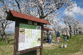 spring, almond orchard