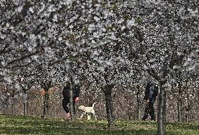 spring, almond orchard