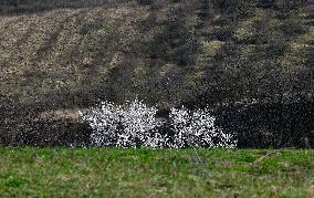 spring, almond orchard