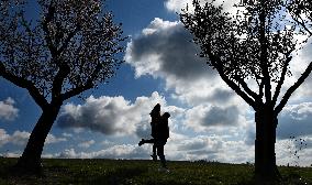 spring, almond orchard