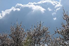 spring, almond orchard