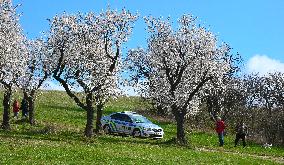 spring, almond orchard