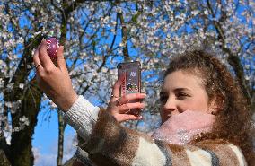 spring, almond orchard