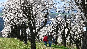 spring, almond orchard