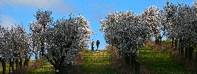 spring, almond orchard