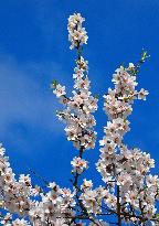 spring, almond orchard