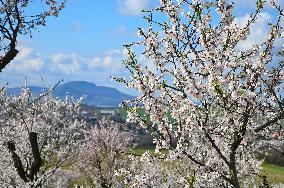 spring, almond orchard