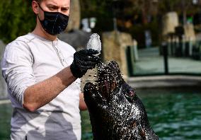 Easter feeding of a brown fur seal (Arctocephalus pusillus)