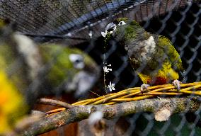 Easter feeding of a burrowing parrot (Cyanoliseus patagonus)