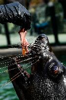 Easter feeding of a brown fur seal (Arctocephalus pusillus)