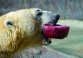 Easter feeding of a polar bear (Ursus maritimus)