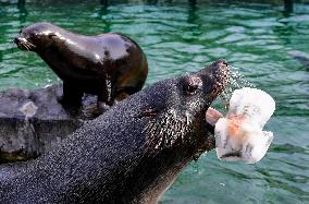 Easter feeding of a brown fur seal (Arctocephalus pusillus)