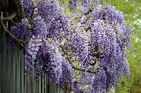 wisteria, blue rain, wistaria, creeper, purple flowers