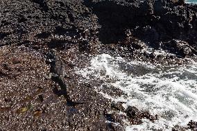 Galapagos marine iguana. One of the endemit on islands. It looks like monster. Isabela island