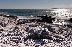 Galapagos marine iguana. One of the endemit on islands. It looks like monster. Isabela island